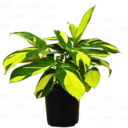 Buy Ctenanthe Lubbersiana - Plant Online at Lalitenterprise