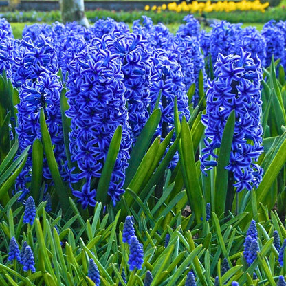 Buy Hyacinth Flower Bulbs "Blue" Online at Lalitenterprise