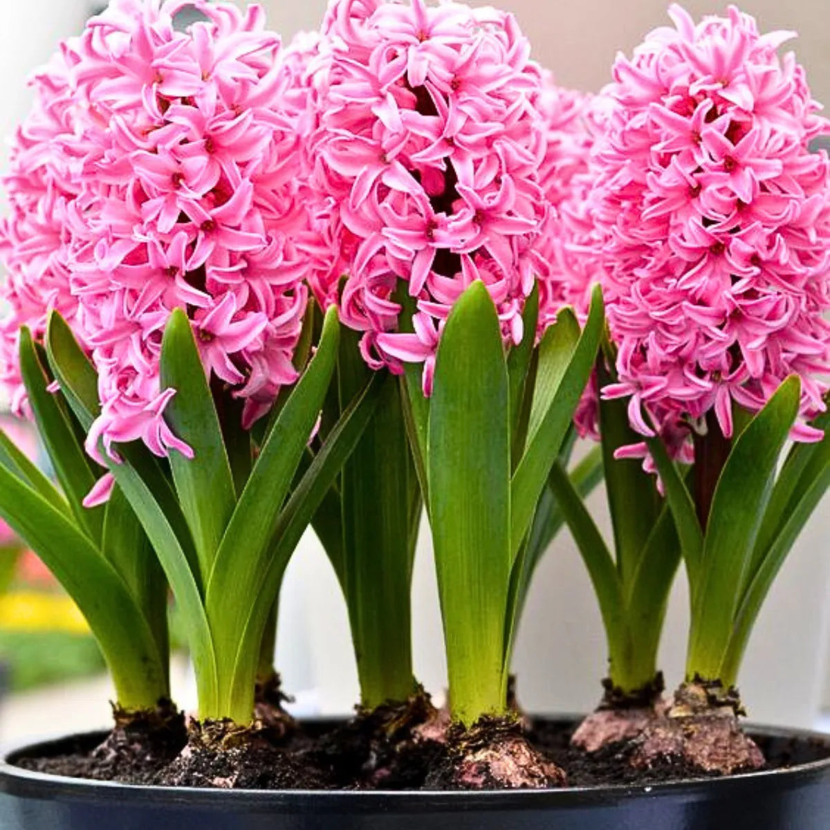 Buy Hyacinth Flower Bulbs "Pink" Online at Lalitenterprise