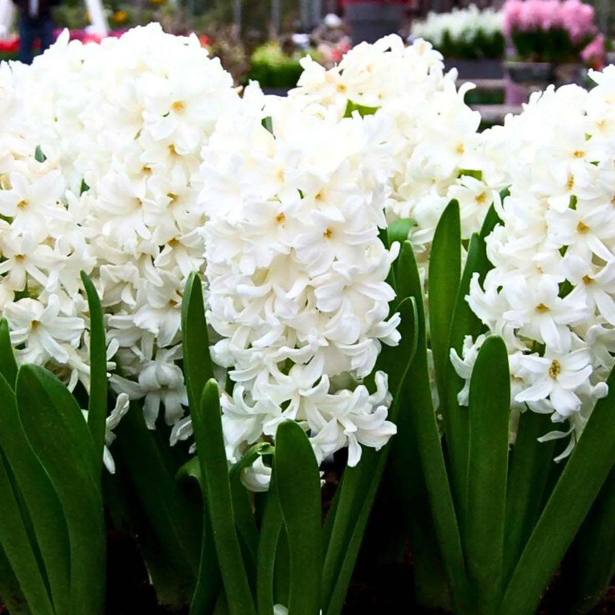 Buy Hyacinth Flower Bulbs "White" Online at Lalitenterprise