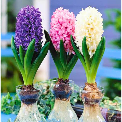 Buy Hyacinth Flower Bulbs "Multicolour" Online at Lalitenterprise