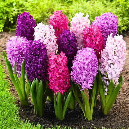 Buy Hyacinth Flower Bulbs "Multicolour" Online at Lalitenterprise