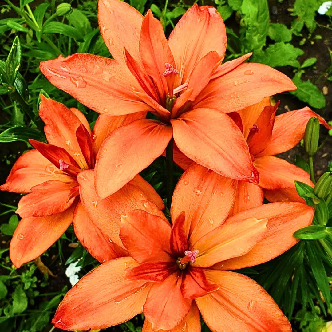 Buy Lilium | Asiatic lily flower bulbs "Orange" Online at Lalitenterprise