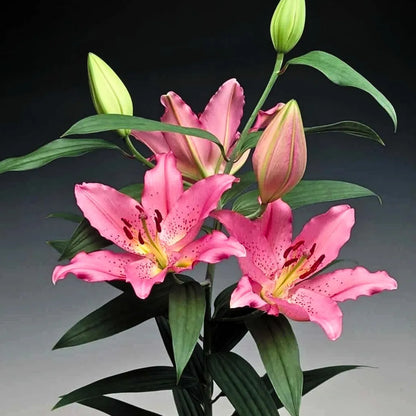 Buy Lilium | Asiatic lily flower bulbs "Pink" Online at Lalitenterprise