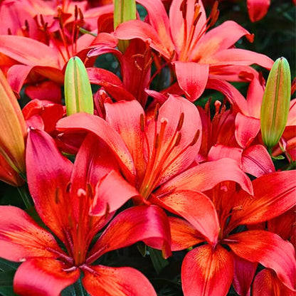 Buy Lilium | Asiatic lily flower bulbs "Red" Online at Lalitenterprise