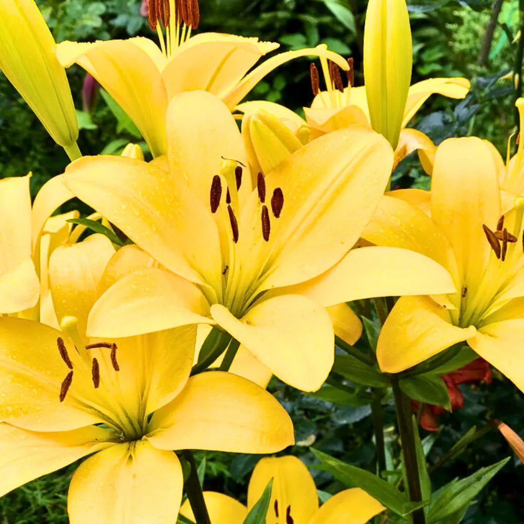 Buy Lilium | Asiatic lily flower bulbs "Yellow" Online at Lalitenterprise