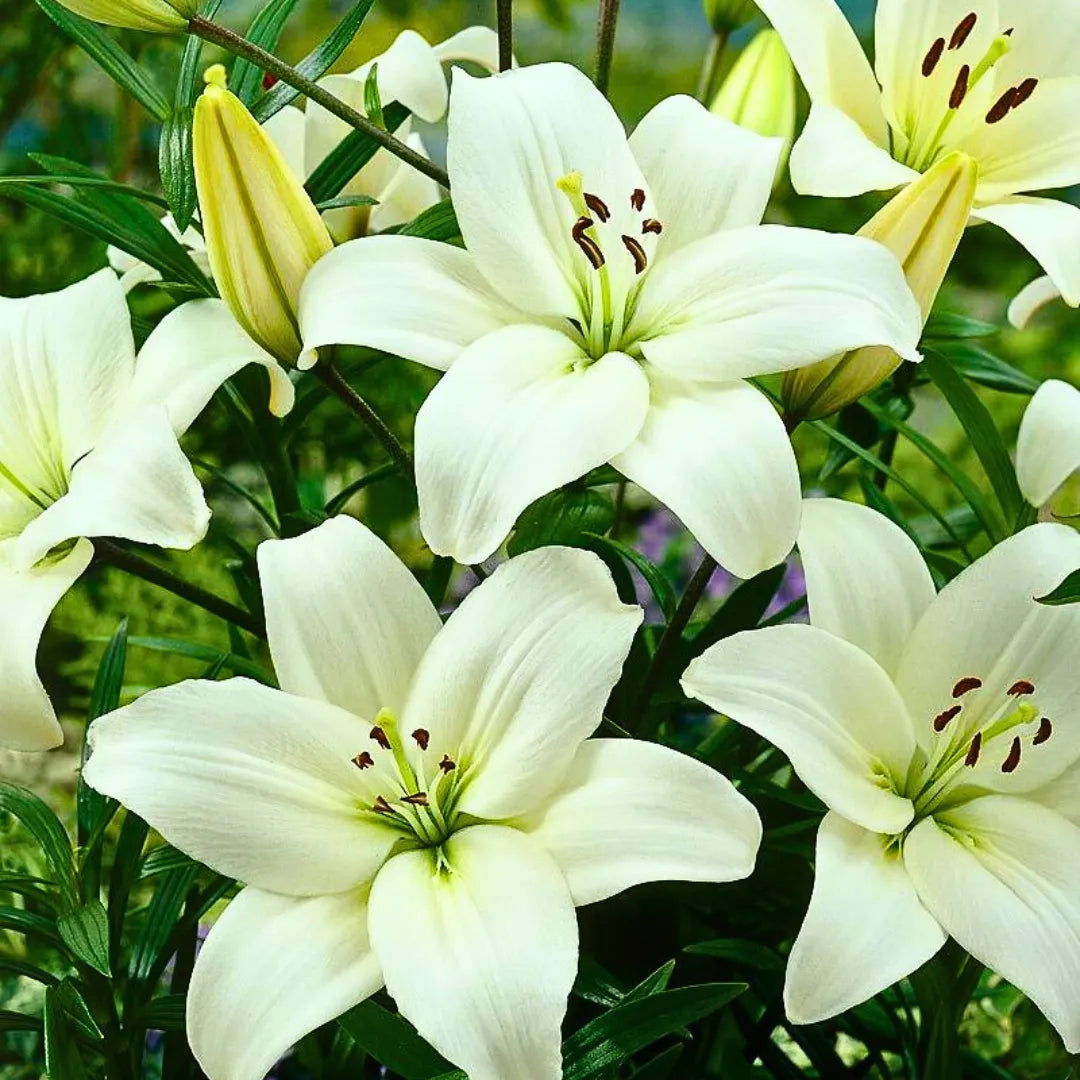 Buy Lilium | Asiatic lily flower bulbs "White" Online at Lalitenterprise