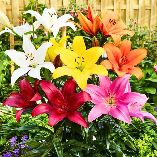 Buy Lilium | Asiatic lily flower bulbs "Multicolor" Online at Lalitenterprise