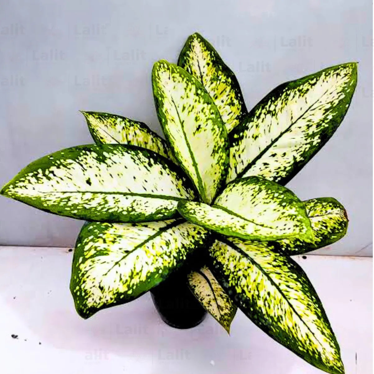 Buy Dieffenbachia 'Delilah' - Plant Online at Lalitenterprise