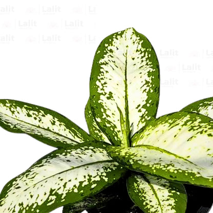 Buy Dieffenbachia 'Delilah' - Plant Online at Lalitenterprise