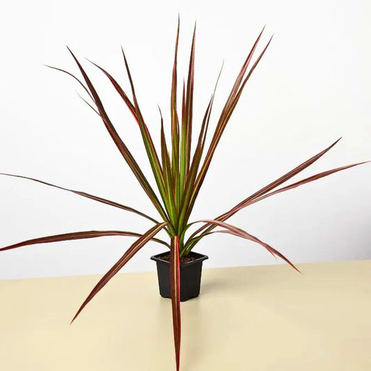 Buy Dracaena Colorama Red – Plant Online at Lalitenterprise