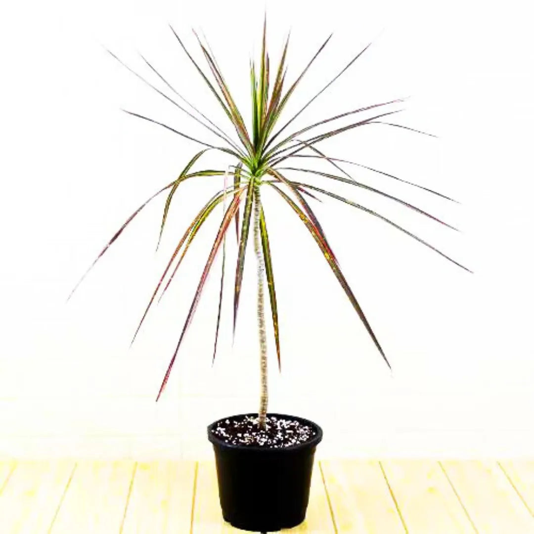 Buy Dracaena Colorama Red – Plant Online at Lalitenterprise