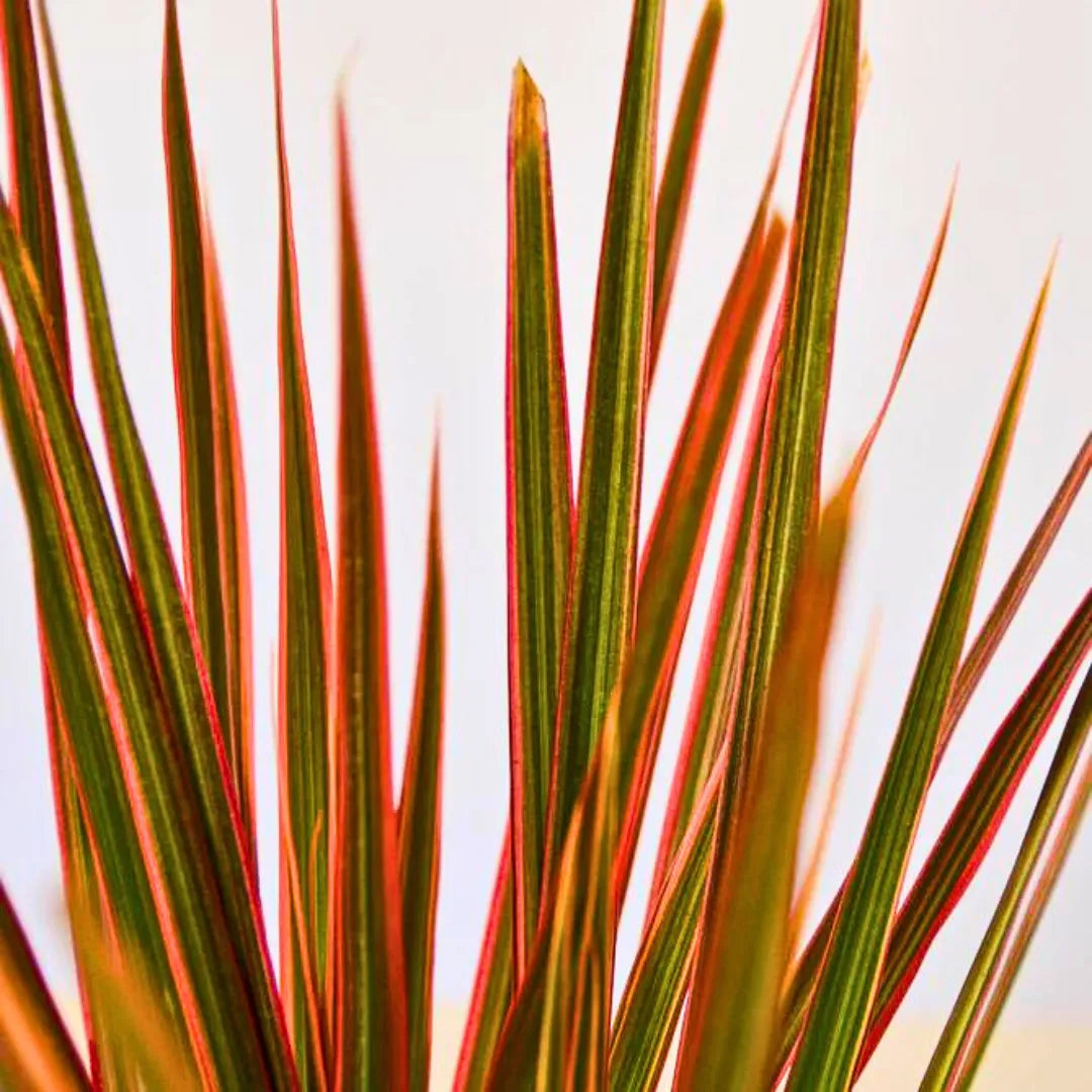 Buy Dracaena Colorama Red – Plant Online at Lalitenterprise