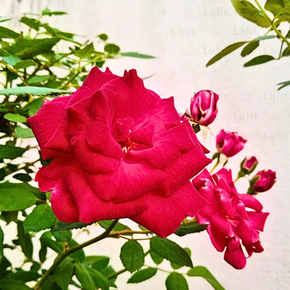 Buy Kashmiri Rose "Gulab" - Plant Online at Lalitenterprise