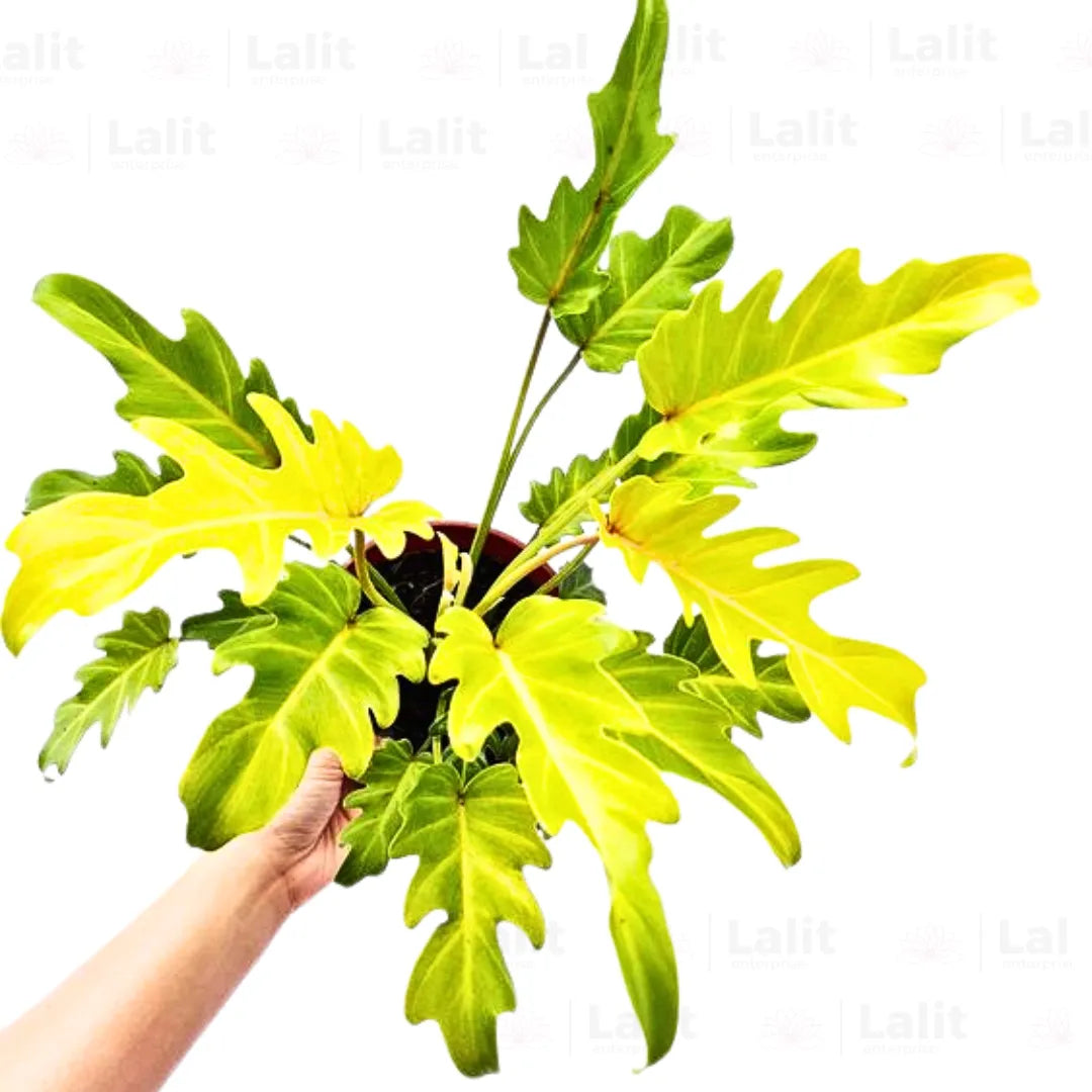 Buy Philodendron Xanadu Golden - Plant Online at Lalitenterprise