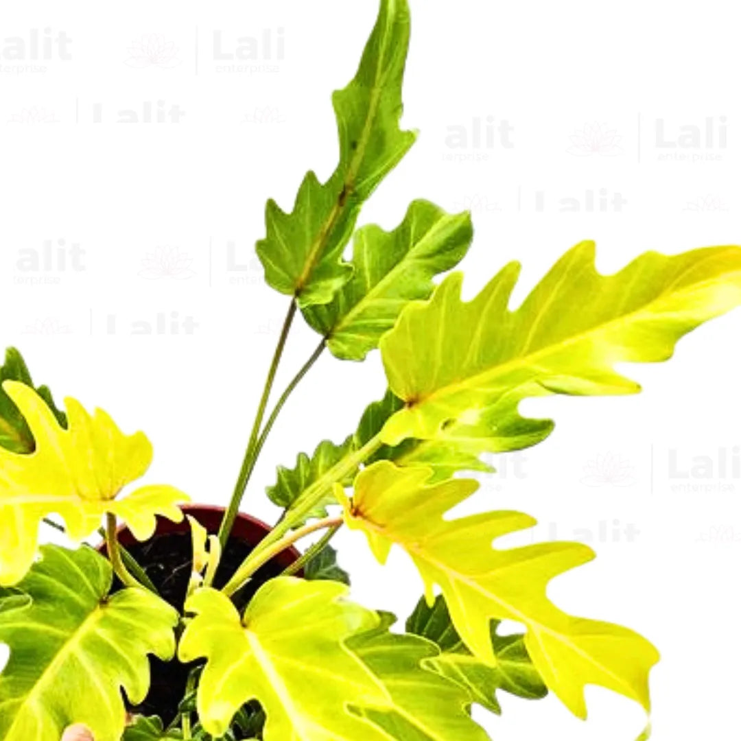 Buy Xanadu Golden - Plant Online at Lalitenterprise