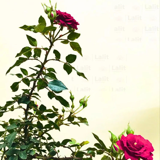 Buy Button Rose 'Pink' (Miniature Rose) - Plant Online at Lalitenterprise