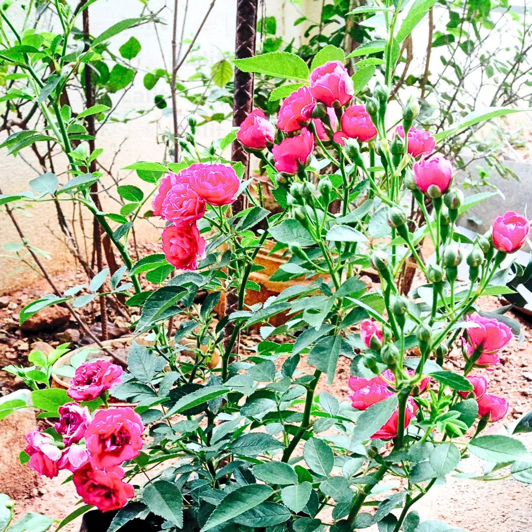 Buy Button Rose 'Pink' (Miniature Rose) - Plant Online at Lalitenterprise