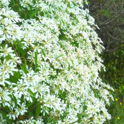 Buy Snowflake Bush  - Plant Online at Lalitenterprise