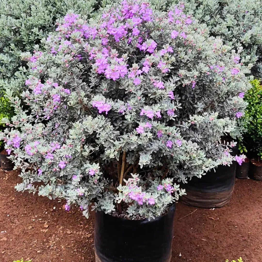 Buy Texas Sage / Nikotia (Leucophyllum Frutescens) - Plant Online at Lalitenterprise