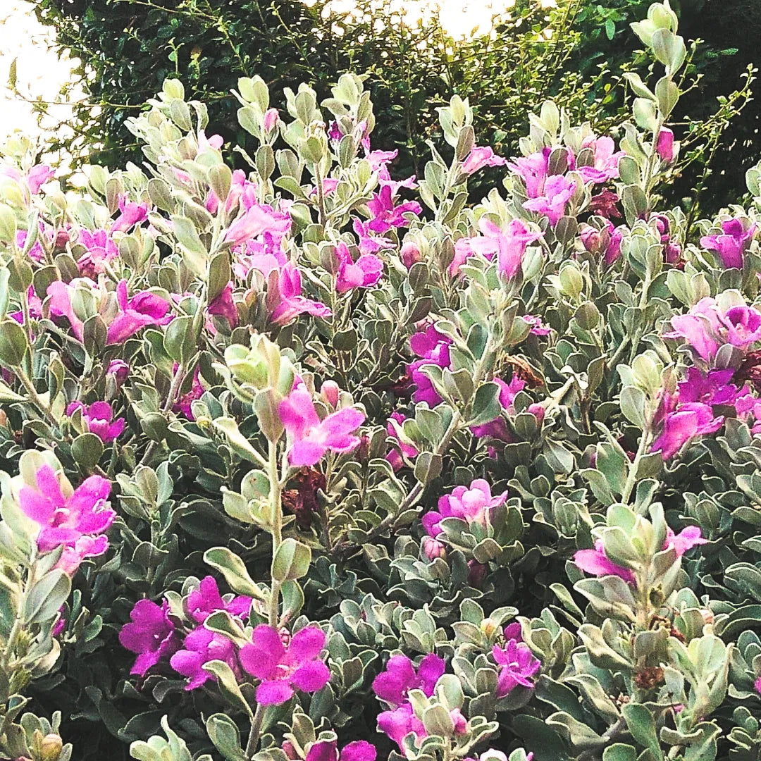 Buy Texas Sage / Nikotia (Leucophyllum Frutescens) - Plant Online at Lalitenterprise