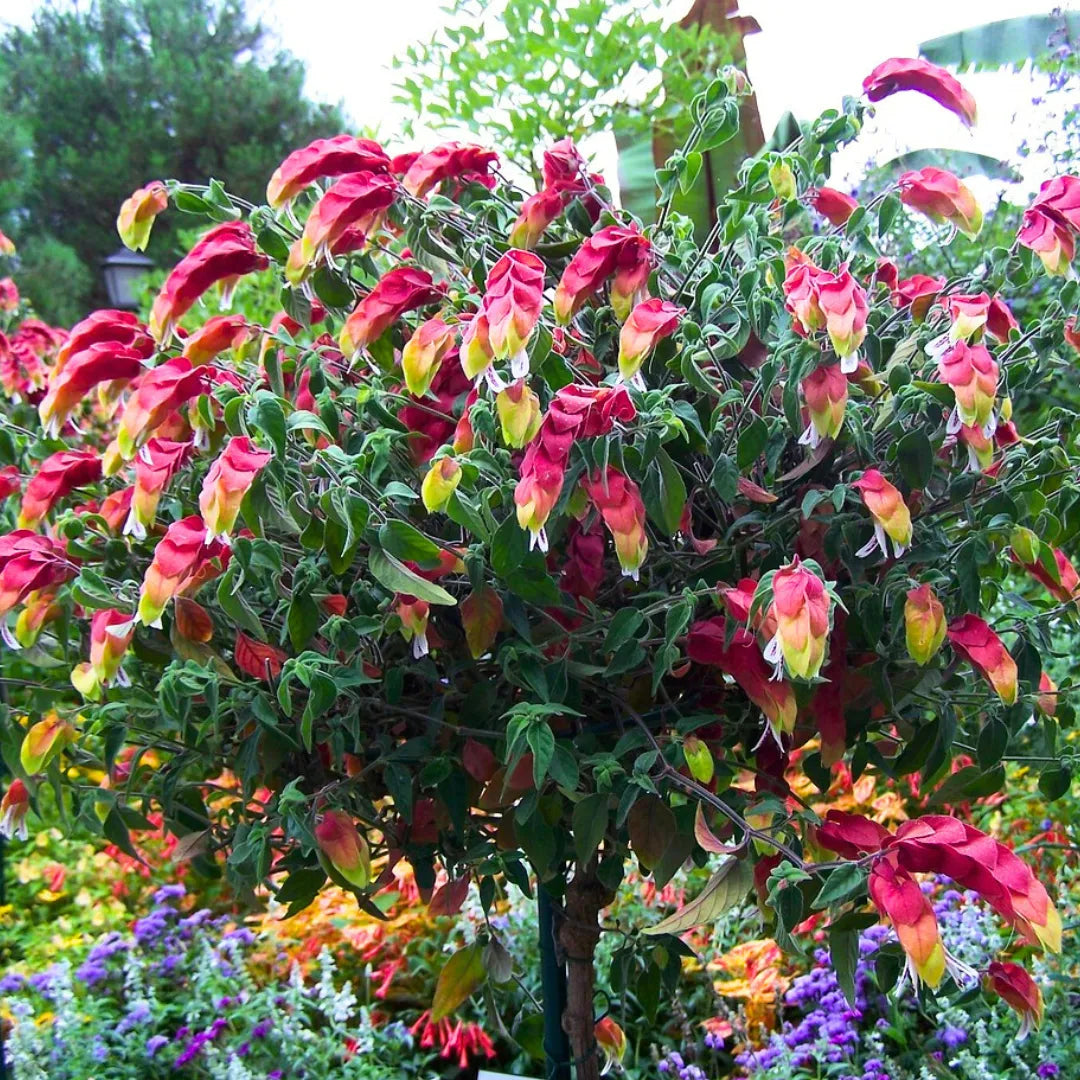 Buy Beloperone Guttata "Shrimp Plant" (Justicia Brandegeeana) - Plant Online at Lalitenterprise