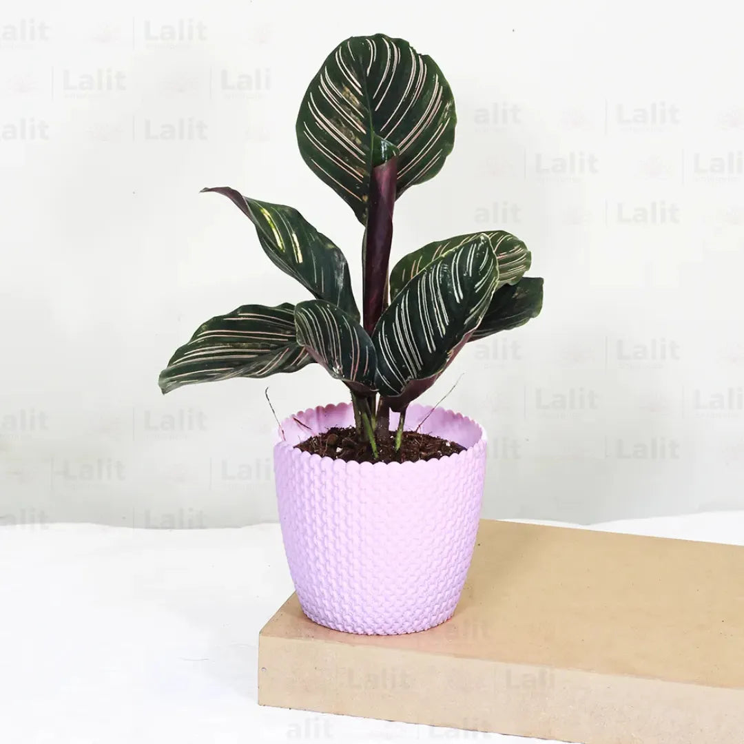 Marantha Ornata (Maranta Majestica, Calathea Ornata) - Plant