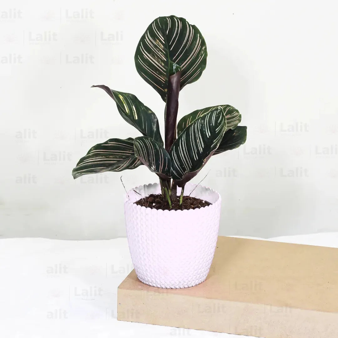 Marantha Ornata (Maranta Majestica, Calathea Ornata) - Plant