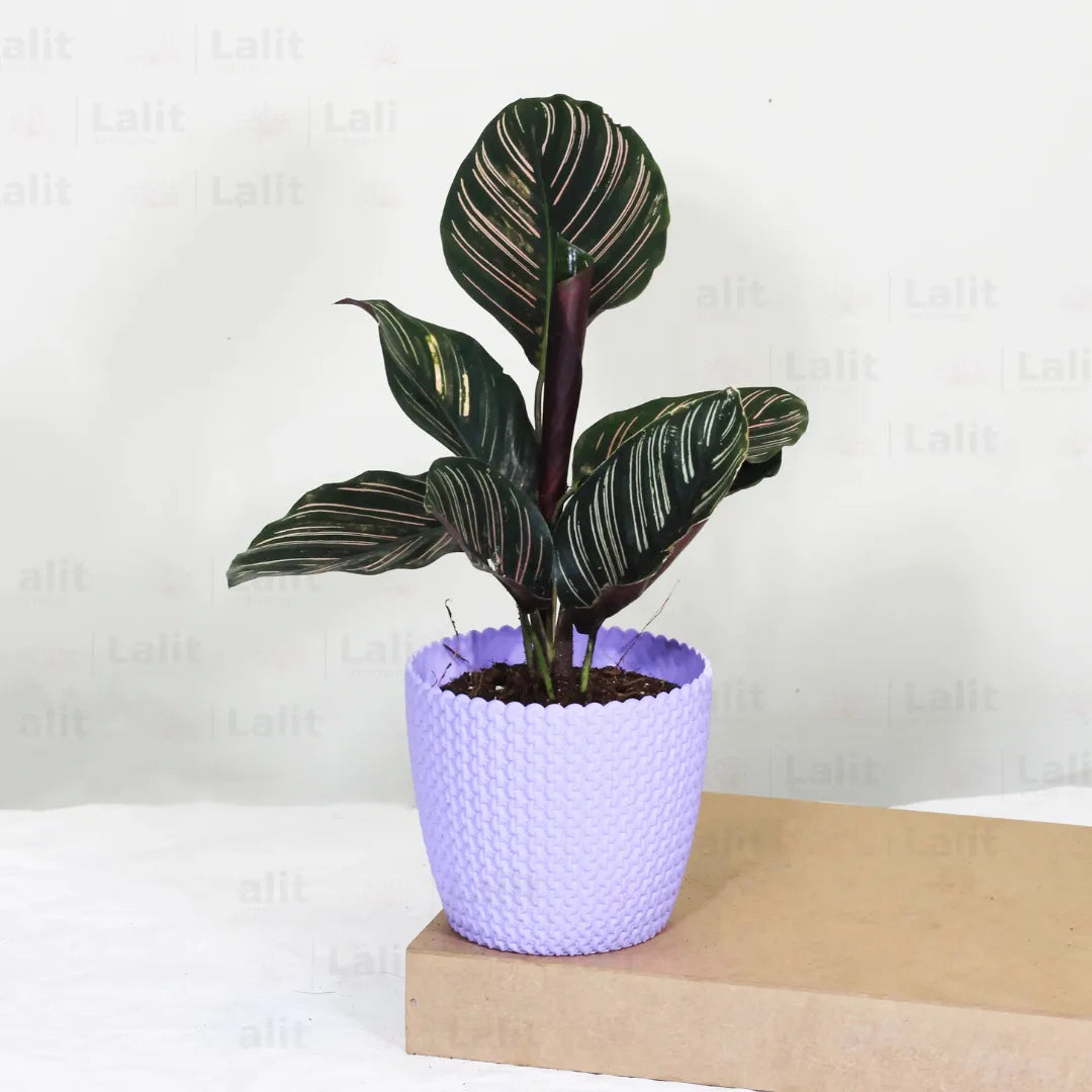 Marantha Ornata (Maranta Majestica, Calathea Ornata) - Plant