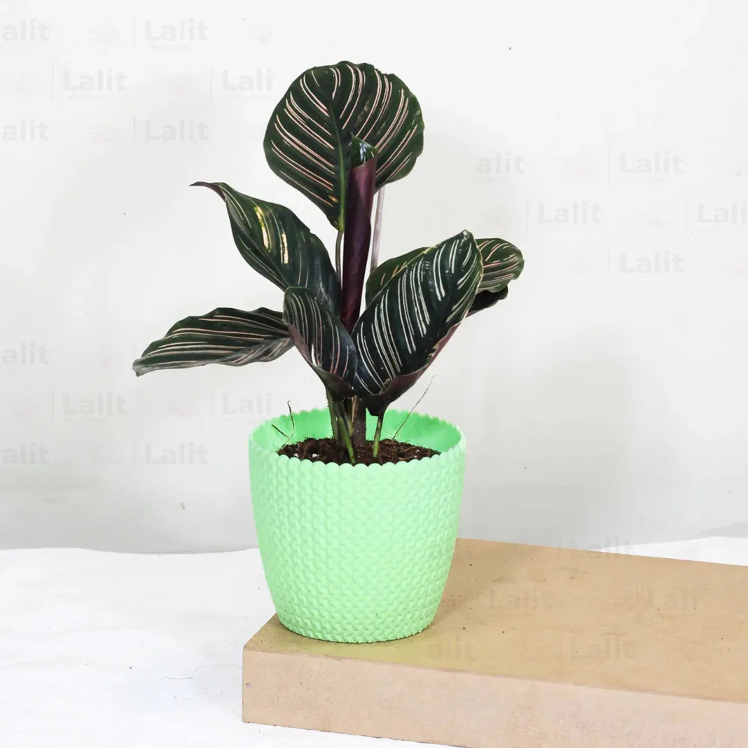 Marantha Ornata (Maranta Majestica, Calathea Ornata) - Plant