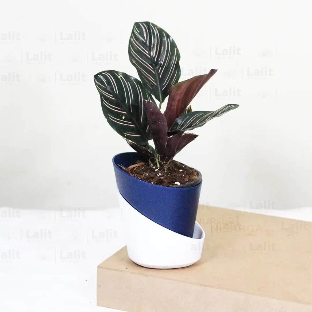 Marantha Ornata (Maranta Majestica, Calathea Ornata) - Plant