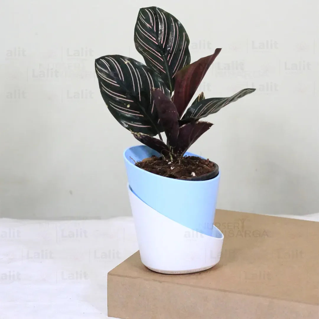 Marantha Ornata (Maranta Majestica, Calathea Ornata) - Plant