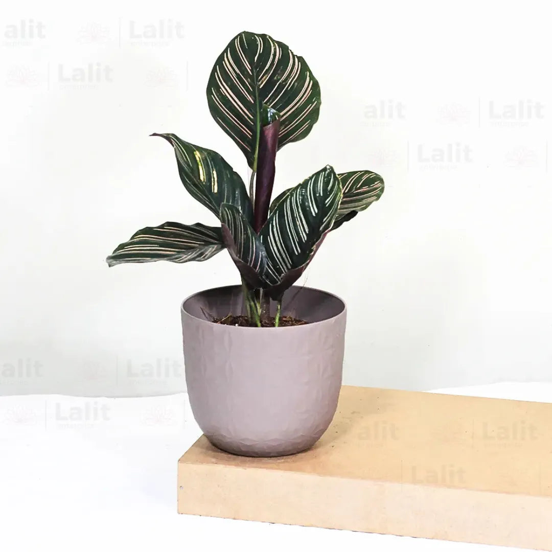 Marantha Ornata (Maranta Majestica, Calathea Ornata) - Plant