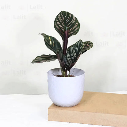 Marantha Ornata (Maranta Majestica, Calathea Ornata) - Plant