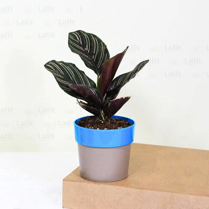 Buy Marantha Ornata (Maranta Majestica, Calathea Ornata) - Plant Online at Lalitenterprise