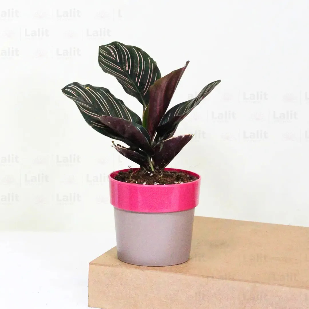 Buy Maranta Majestica - Plant Online at Lalitenterprise