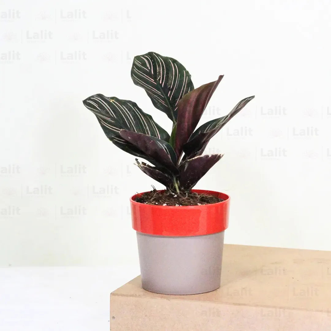 Buy Calathea Ornata - Plant Online at Lalitenterprise