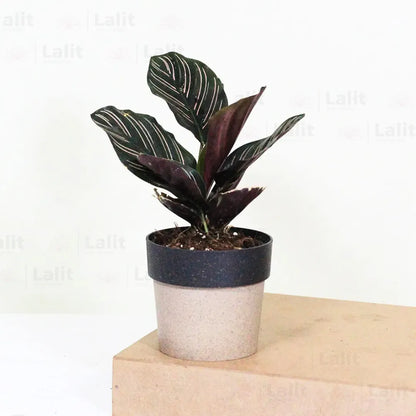 Buy Marantha Ornata (Maranta Majestica, Calathea Ornata) - Plant Online at Lalitenterprise