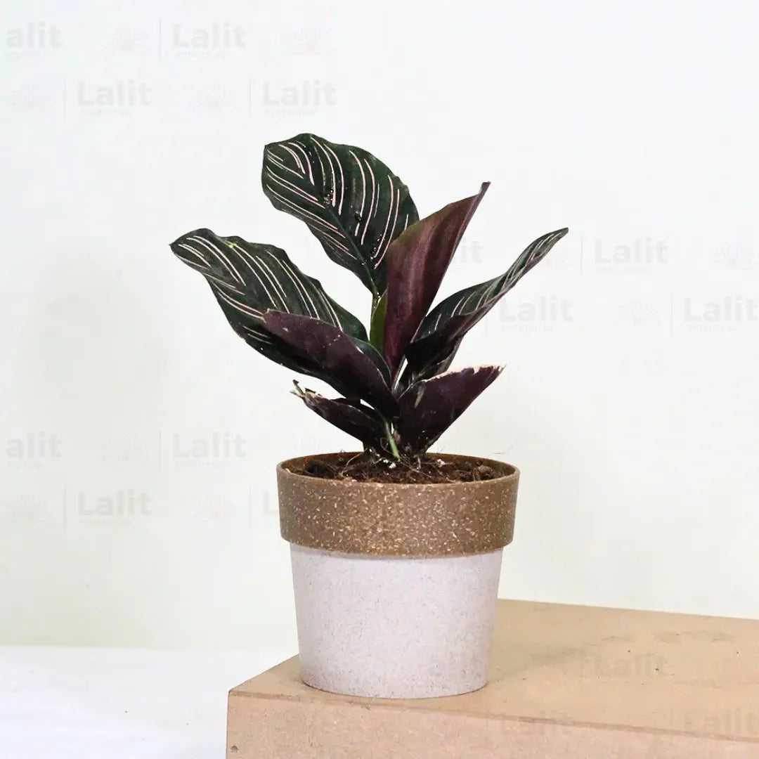 Buy Marantha Ornata - Plant Online at Lalitenterprise