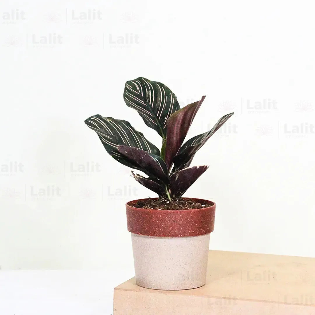 Buy Maranta Majestica - Plant Online at Lalitenterprise