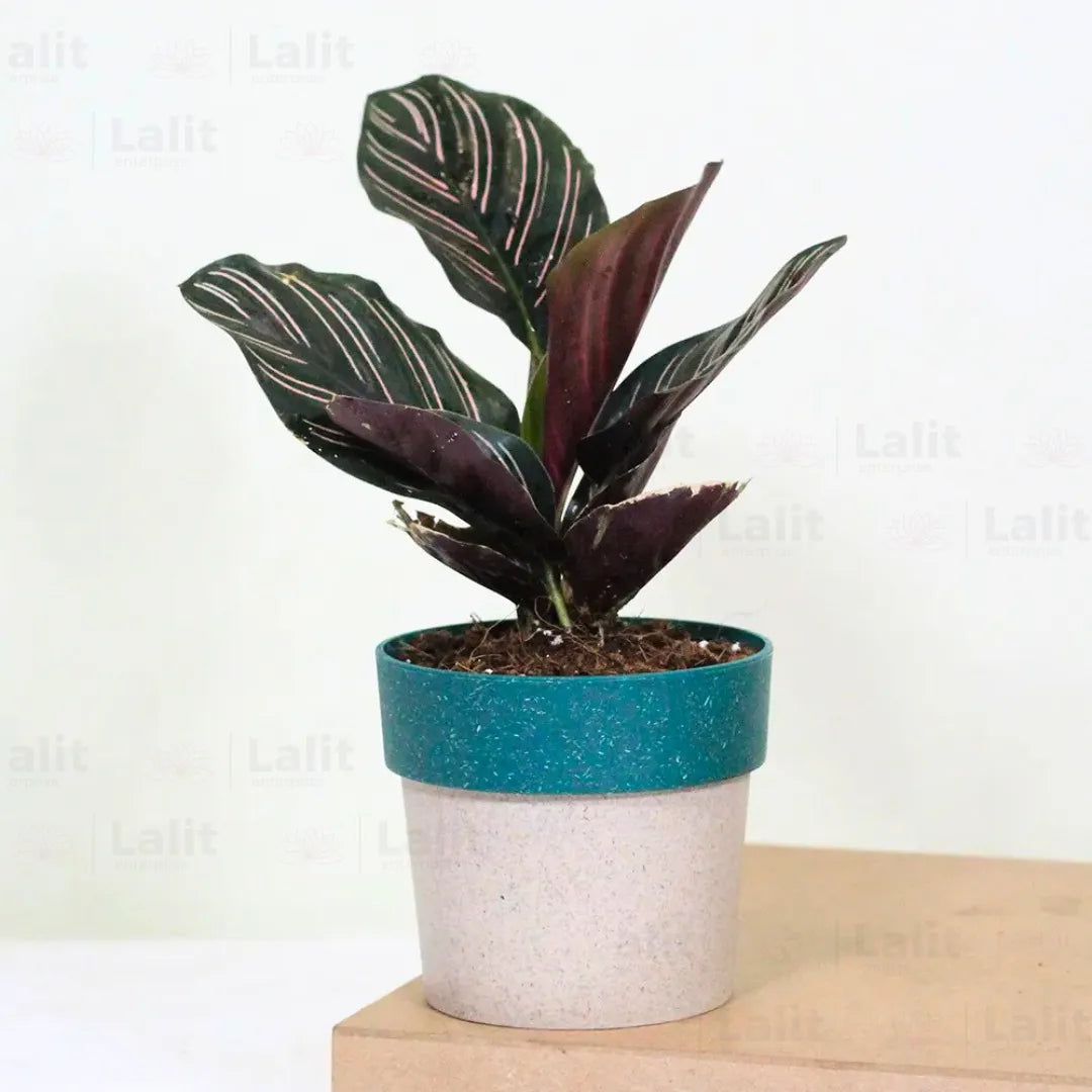 Buy Calathea Ornata - Plant Online at Lalitenterprise