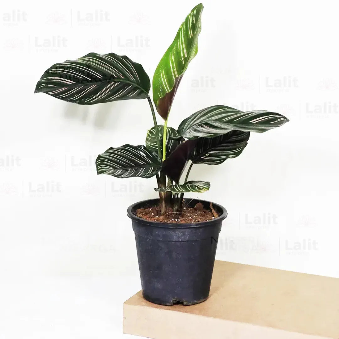 Buy Marantha Ornata (Maranta Majestica, Calathea Ornata) - Plant Online at Lalitenterprise