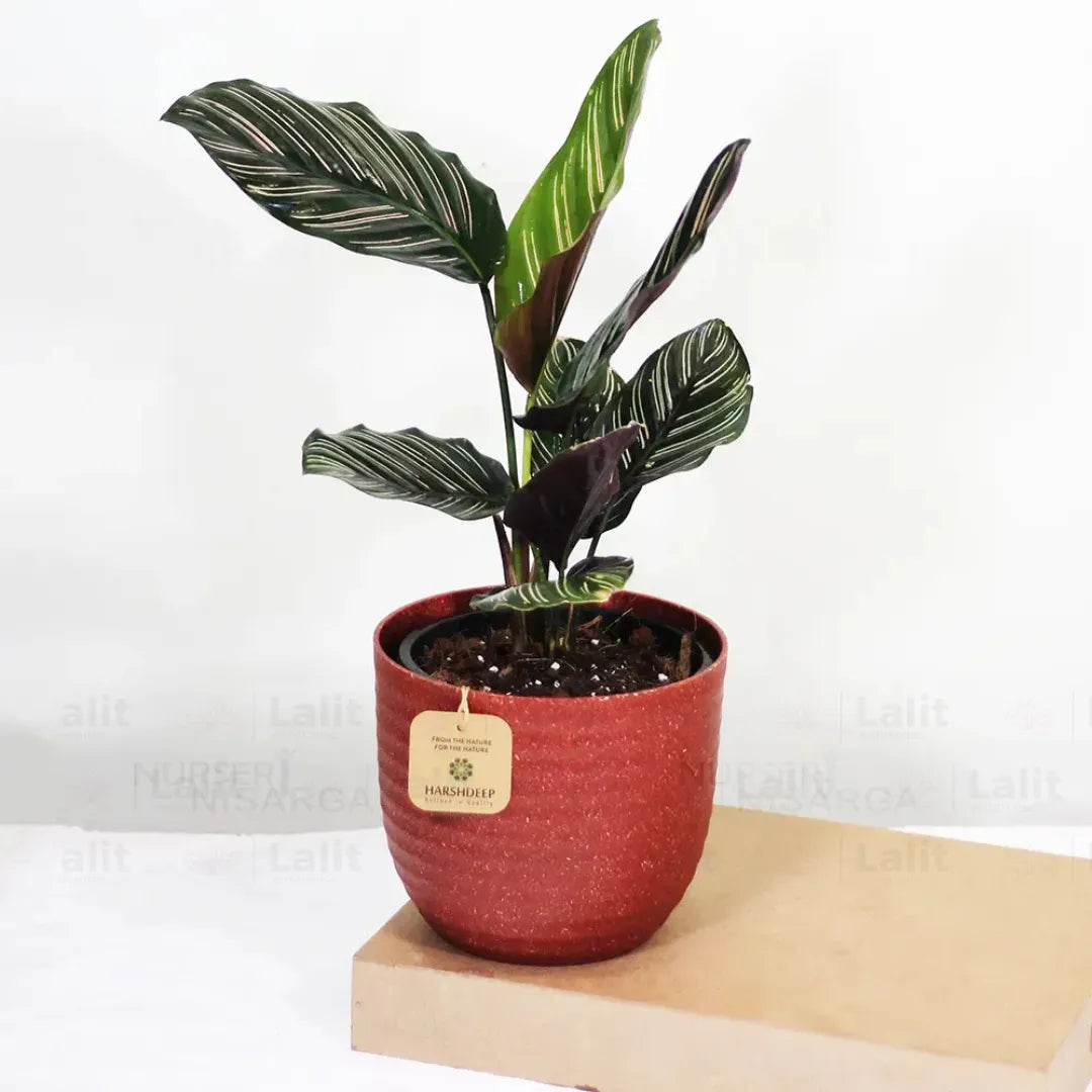 Marantha Ornata (Maranta Majestica, Calathea Ornata) - Plant