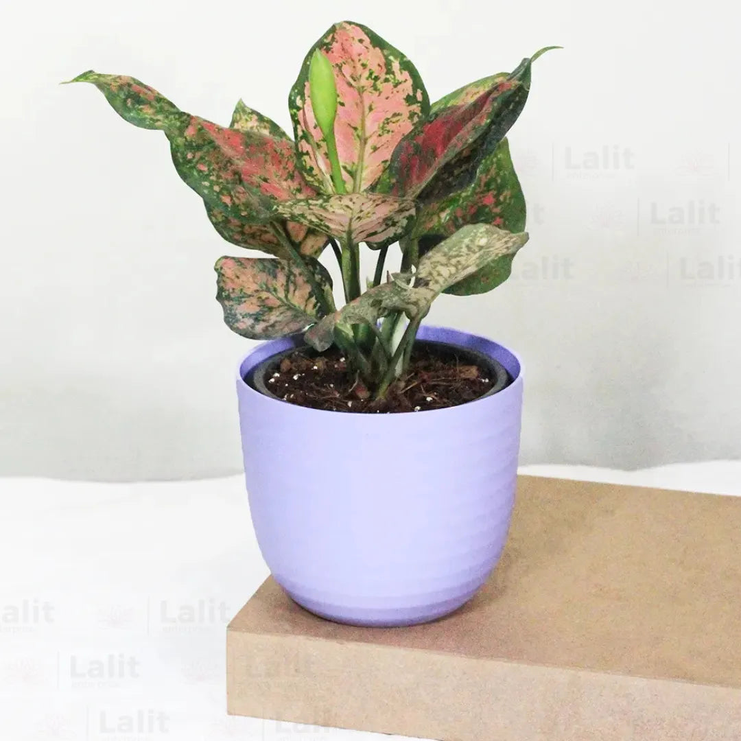 Buy Aglaonema 'Pink Beauty' - Plant Online at Lalitenterprise
