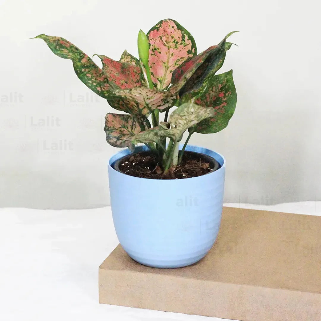 Buy Aglaonema 'Pink Beauty' - Plant Online at Lalitenterprise
