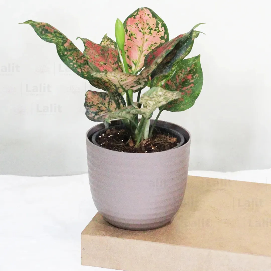 Buy Aglaonema 'Pink Beauty' - Plant Online at Lalitenterprise
