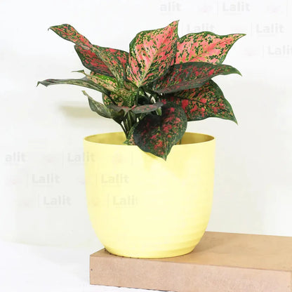 Buy Aglaonema 'Pink Beauty' - Plant Online at Lalitenterprise
