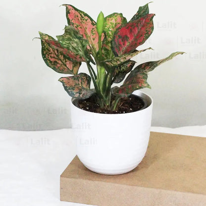 Buy Aglaonema 'Pink Beauty' - Plant Online at Lalitenterprise
