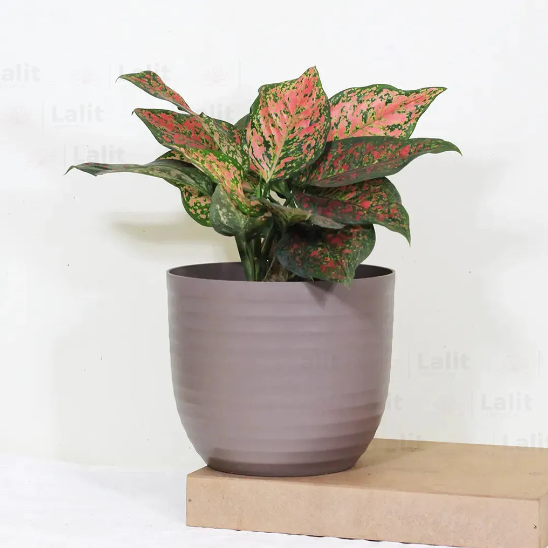 Buy Aglaonema 'Pink Beauty' - Plant Online at Lalitenterprise
