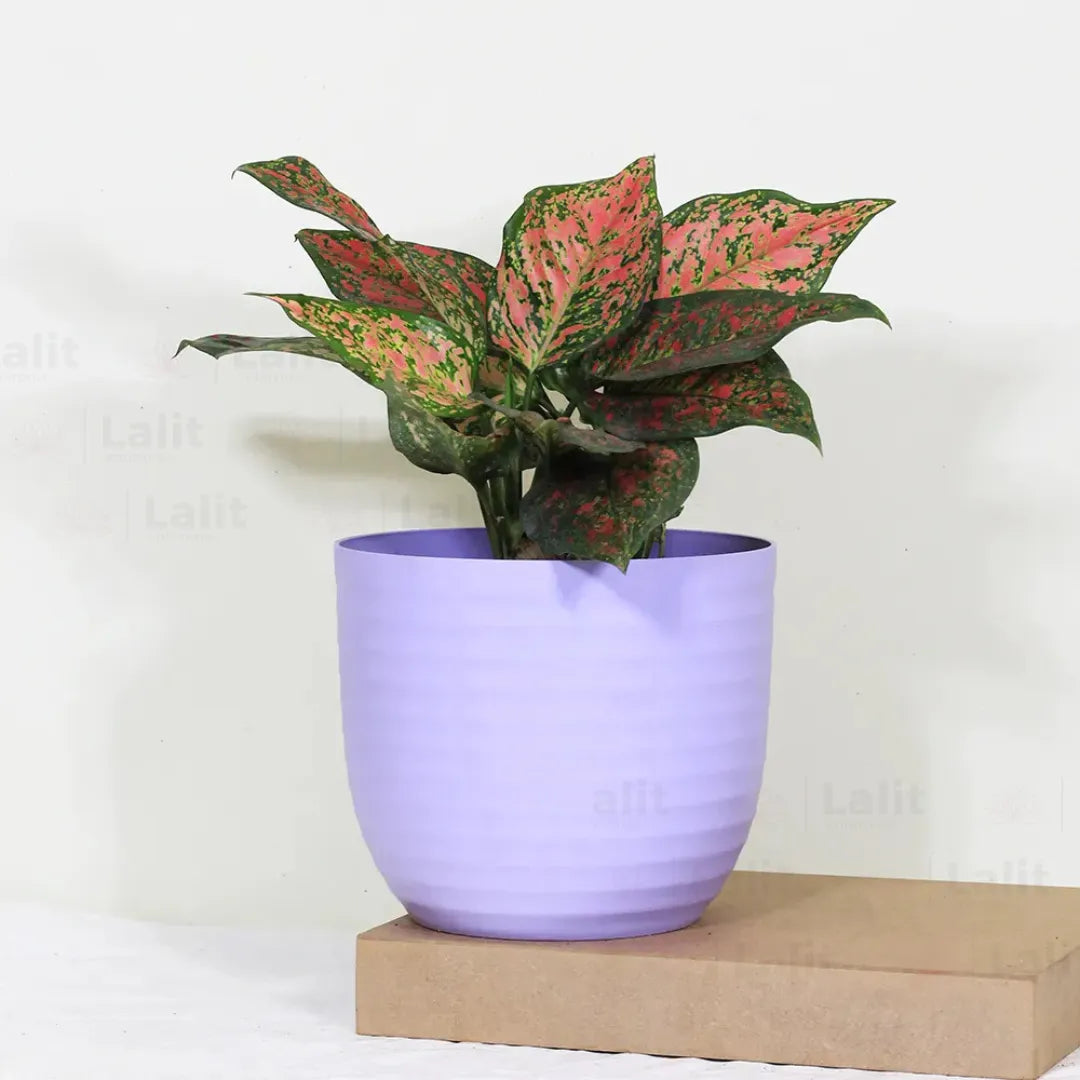 Buy Aglaonema 'Pink Beauty' - Plant Online at Lalitenterprise
